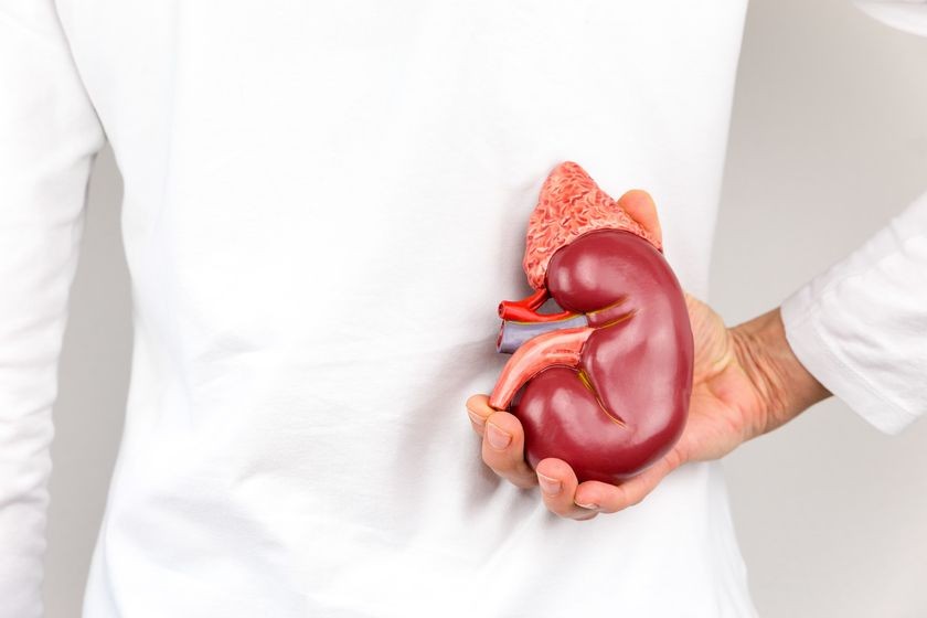 doctor-holding-kidney-model.jpg
